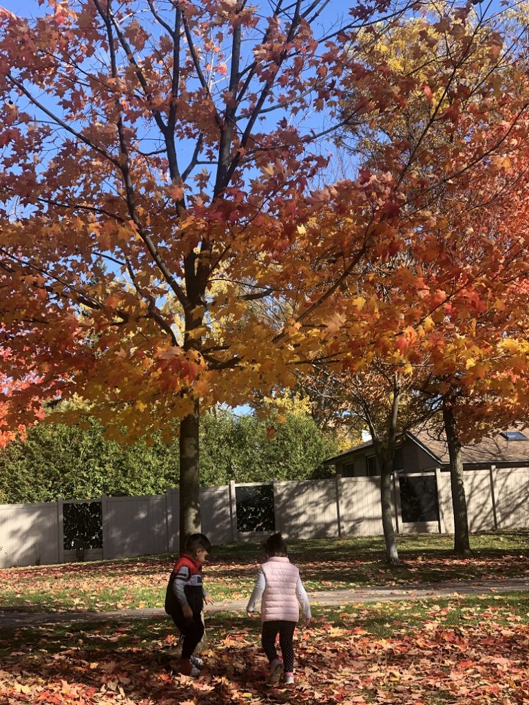 fall colours