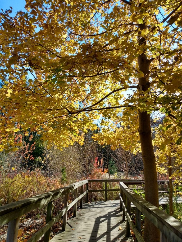 fall colours