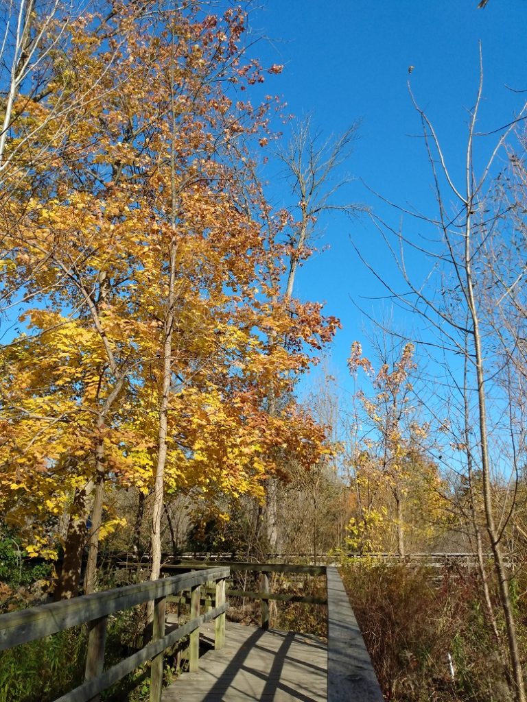 fall colours