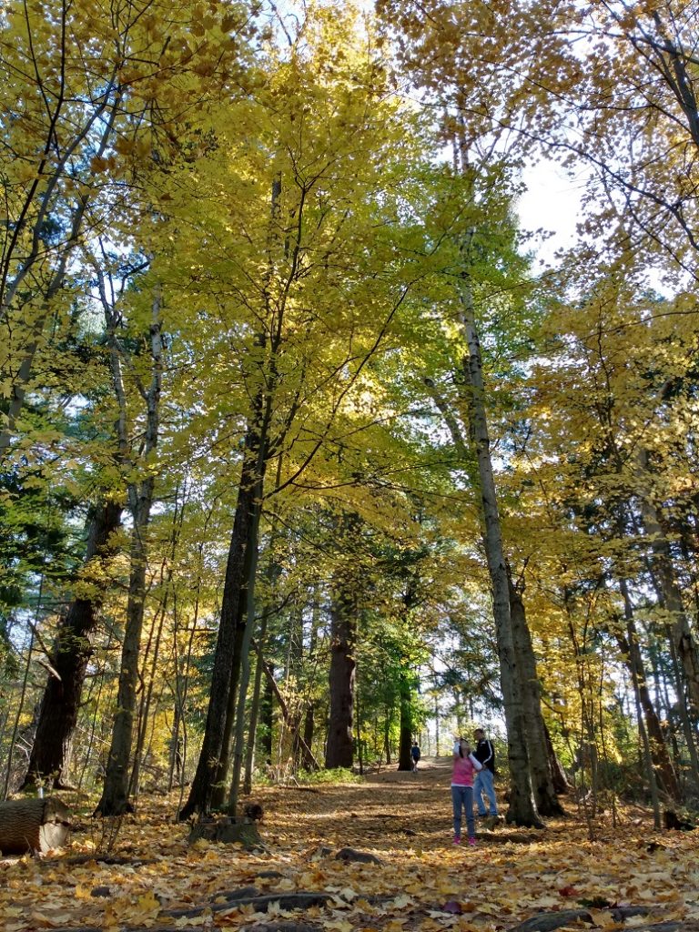 fall colours